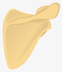 Posterior Scapula Unlabeled
