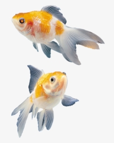 Colour Fish Images Png, Transparent Png, Transparent PNG