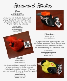 Birdies1 - Flyer, HD Png Download, Transparent PNG
