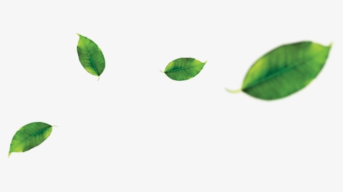 Orange Leaf Png - Leaf Green Tea Png, Transparent Png, Transparent PNG