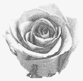 Transparent Cabbage Clipart Black And White - Black And Grey Rose, HD Png Download, Transparent PNG