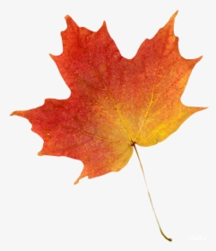 Transparent Orange Leaf Png - Autumn Leaf Transparent, Png Download, Transparent PNG