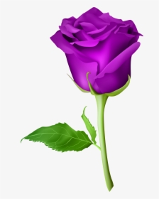 Rose Clipart Purple - Gulab Ka Phool Png, Transparent Png, Transparent PNG
