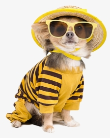Chihuahua Sunglasses Photography Cool Dog T-shirt Puppy - Cute Puppy With Dress, HD Png Download, Transparent PNG