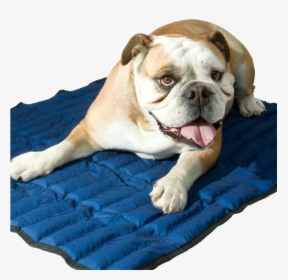 Transparent Cool Dog Png - Aqua Coolkeeper Mat, Png Download, Transparent PNG