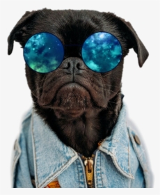 #dog #dogs #cooldog #sunglasses #cute - Lazy Eye Pug Dog, HD Png Download, Transparent PNG