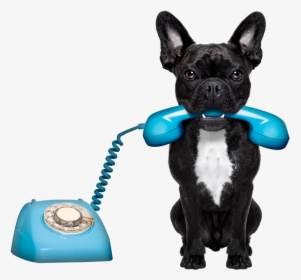 Cool Dog Wash Tub - Animals On The Phone, HD Png Download, Transparent PNG