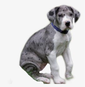 #dog #greatdane #puppy #cute #cool #sitting #omg #love - Great Dane, HD Png Download, Transparent PNG