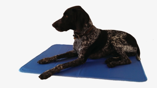 German Shorthaired Pointer, HD Png Download, Transparent PNG