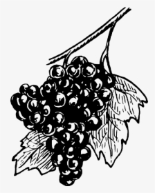 Black, Food, Fruit, Wine, Grapes, Drawing, White, Free - Black And White Open Grapes, HD Png Download, Transparent PNG