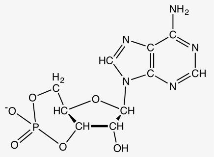 Adenosine Triphosphate, HD Png Download, Transparent PNG