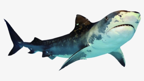 Great White Shark Portable Network Graphics Clip Art - Transparent Background Shark Png Transparent, Png Download, Transparent PNG