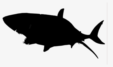 Transparent Shark Clipart, Shark Png Image - Great White Shark Transparent, Png Download, Transparent PNG