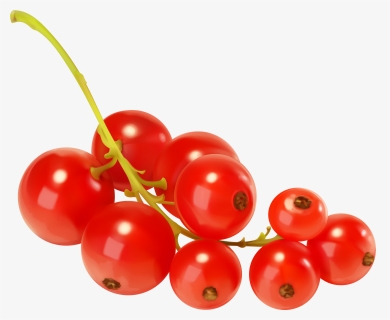 Red Currants Png Clipart, Transparent Png, Transparent PNG