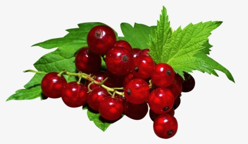 Transparent Red Berry Png - Redcurrant Png, Png Download, Transparent PNG