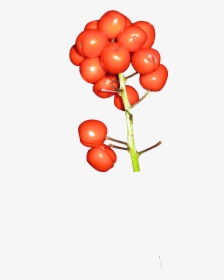Baneberry Red Berries Poisonous Plant Southeast Alaska - Bush Tomato, HD Png Download, Transparent PNG