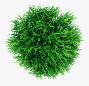 Colibri Flowers Greenball, Grower Of Carnations, Minicarnations, - Liverwort, HD Png Download, Transparent PNG