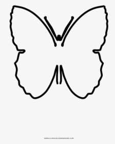 Brush-footed Butterflies Butterfly Drawing Coloring - Pieridae, HD Png Download, Transparent PNG