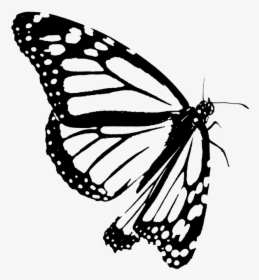 Monarch, Butterfly, Clipart, Black, White, Outline - Monarch Butterfly Drawing Black And White, HD Png Download, Transparent PNG