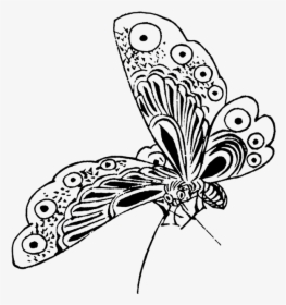Transparent Cute Butterfly Clipart Black And White - Butterfly Sketch Png, Png Download, Transparent PNG