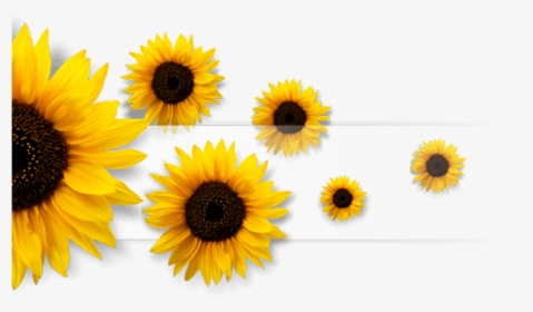 #sunflowers #sunflower #flower #flowers #multicolor - Ye Kalam Jara Ruk Ruk Ke Chal, HD Png Download, Transparent PNG