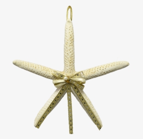 2 White Finger Starfish Christmas Ornaments 4-5 - Echinoderm, HD Png Download, Transparent PNG