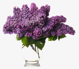 Clip Art Stock Photography Vase Of - Lilac Bouquet Png, Transparent Png, Transparent PNG