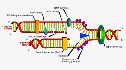 Replication Of Dna Labeled , Transparent Cartoons - Structure Of Dna Replication, HD Png Download, Transparent PNG