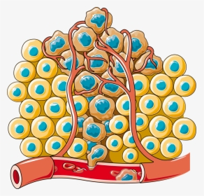Transparent Cancer Cell Clipart - Circulating Tumor Cells Type, HD Png Download, Transparent PNG