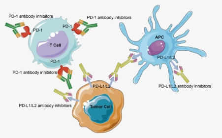 Transparent Cancer Cell Png - Immune Checkpoint Tumor Cartoon, Png Download, Transparent PNG