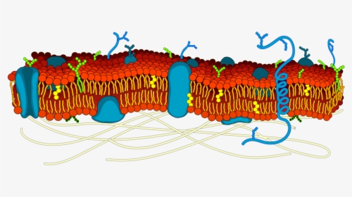 The Cell Membrane Is Studded With Proteins That Researchers - Actin In Cell Membrane, HD Png Download, Transparent PNG