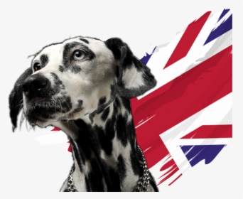Dalmation Dog With Uk Flag - Dalmatian, HD Png Download, Transparent PNG