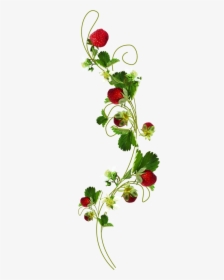 Transparent Strawberry Plant Png - Botanical Strawberry Plant Illustration, Png Download, Transparent PNG
