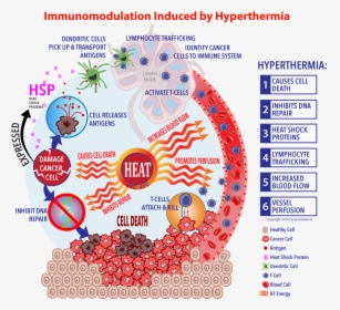 Immunotherapy Cell Cycle Rework Final - Hyperthermia Heat Shock Protein, HD Png Download, Transparent PNG