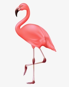 Flamingo Clipart High Re - Flamingo Clipart Transparent Background, HD Png Download, Transparent PNG