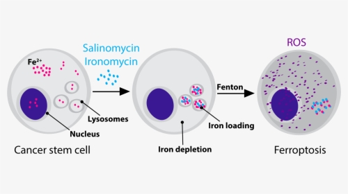 Ferroptosis And Cancer Stem Cells, HD Png Download, Transparent PNG