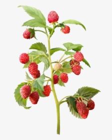 Strawberry Plant Png , Png Download - Raspberry Plant Png, Transparent Png, Transparent PNG