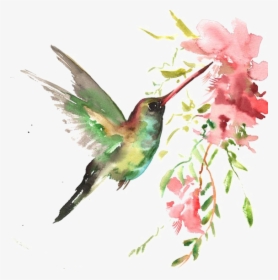 Watercolor Bird Download Hq Png Clipart - Beija Flor Em Aquarela, Transparent Png, Transparent PNG