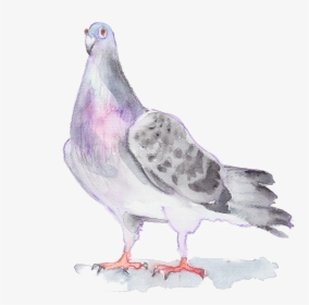 Transparent Watercolor Bird Png - Gambar Sketsa Merpati, Png Download, Transparent PNG