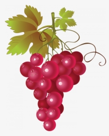 Grab And Download Grape Png Picture - Red Grapes Vector Png, Transparent Png, Transparent PNG