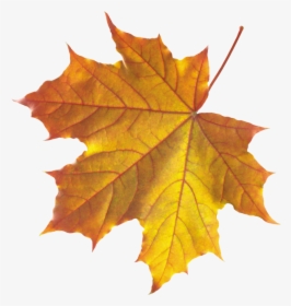 Yellow Autumn Leaves Png Image - Real Autumn Leaves Png, Transparent Png, Transparent PNG
