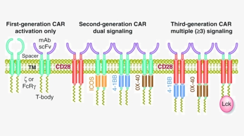 Cancer Clipart T Cell - Graphic Design, HD Png Download, Transparent PNG