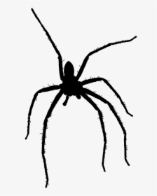 Wolf Spider, HD Png Download, Transparent PNG
