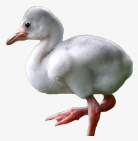 Baby Flamingo Png Hd - Dodo, Transparent Png, Transparent PNG