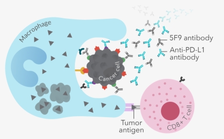 T Cell Checkpoint Inhibitors - Graphic Design, HD Png Download, Transparent PNG