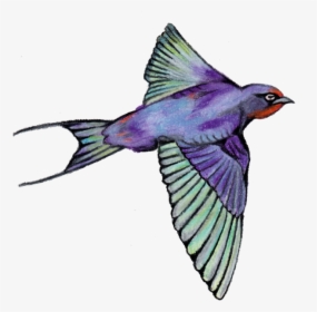 Bird - European Swallow, HD Png Download, Transparent PNG