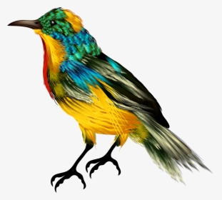 Bird Png Best Web - Colorful Birds Png, Transparent Png, Transparent PNG