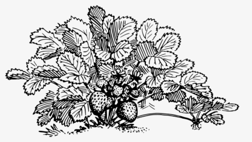 Strawberry - Strawberry Plant Clipart Black And White, HD Png Download, Transparent PNG