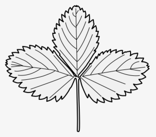 Strawberry Leaves Black And White, HD Png Download, Transparent PNG