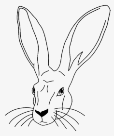 Transparent Bunny Head Png - Domestic Rabbit, Png Download, Transparent PNG